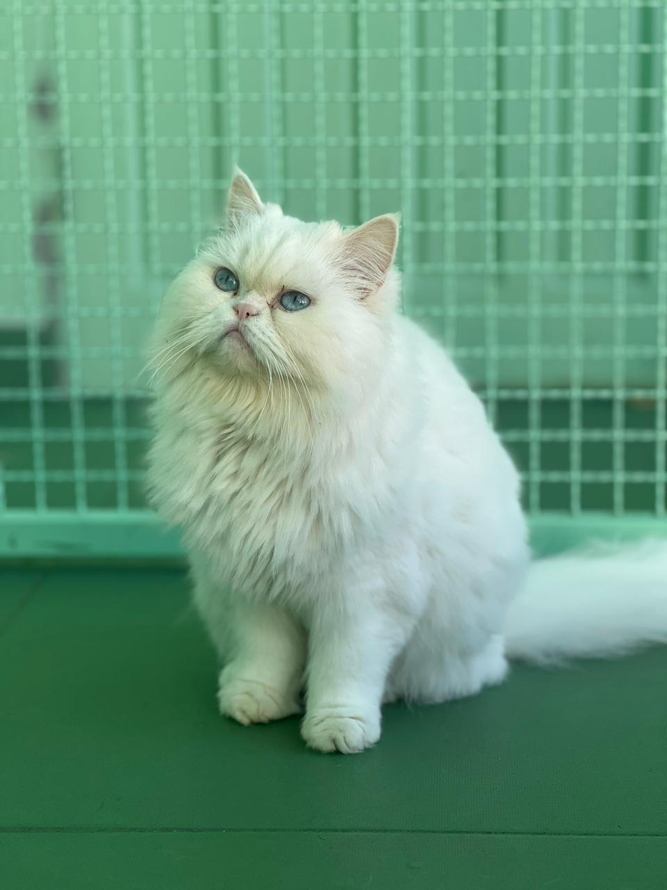 Gigi